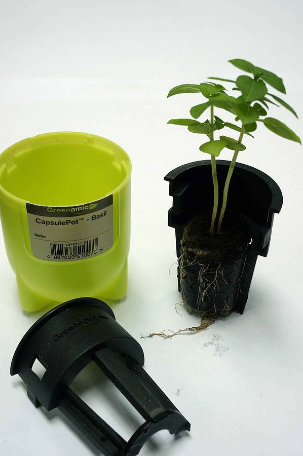 Thyme Capsule Pots By BEEcycle